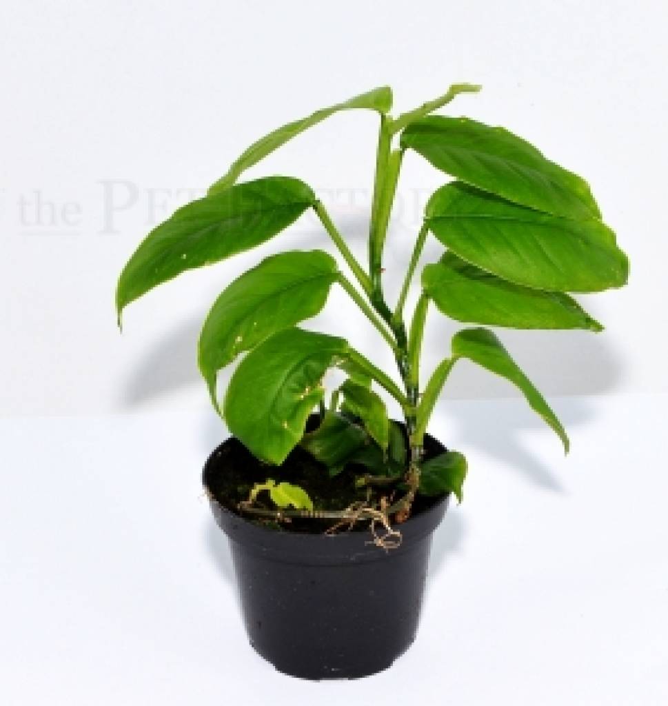 Philodendron spec. SPOILER